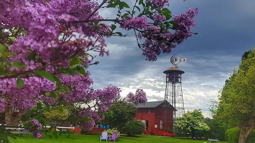 Lilac Gardens-Hulda Klager, United States